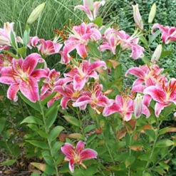 Menu Summer Lily Collection -US Garden Plants Sales 2024 77217 stargazers 6 4