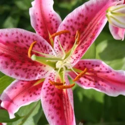 Menu Summer Lily Collection -US Garden Plants Sales 2024 77217 stargazers 9