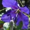 Menu Jackmanii Clematis -US Garden Plants Sales 2024 77222 jackmanii clematis