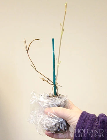 Menu Jackmanii Clematis 4 Menu Jackmanii Clematis - Image 2