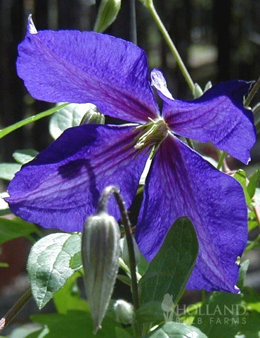 Menu Jackmanii Clematis 3 Menu Jackmanii Clematis