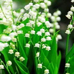 Menu Lily Of The Valley -US Garden Plants Sales 2024 77225 lily of the valley