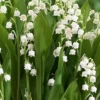 Menu Lily Of The Valley -US Garden Plants Sales 2024 77225 lily of the valley 4