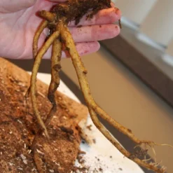 Menu Bleeding Hearts Collection -US Garden Plants Sales 2024 77232 white bleeding heart 2