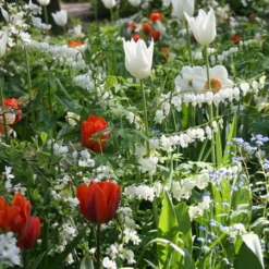 Menu Bleeding Hearts Collection -US Garden Plants Sales 2024 77232 white bleeding heart 3