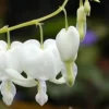 Menu White Bleeding Heart 1 Menu White Bleeding Heart -US Garden Plants Sales 2024 77232 white bleeding heart 4