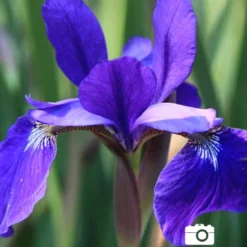 Menu Sunny Blooms Spring Through Summer Collection -US Garden Plants Sales 2024 77239 caesars brother blue siberian iris 2 1