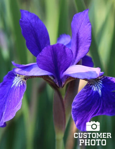 Menu Caesar's Brother Blue Siberian Iris 4 Menu Caesar's Brother Blue Siberian Iris - Image 2