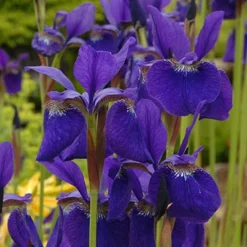 Menu Sunny Blooms Spring Through Summer Collection -US Garden Plants Sales 2024 77239 caesars brother blue siberian iris 3 1