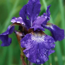 Menu Perennial Cutflower Garden 28 Menu Perennial Cutflower Garden -US Garden Plants Sales 2024 77239 caesars brother blue siberian iris 4 2