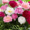 Menu Mixed Peony Value Bag 2 Menu Mixed Peony Value Bag -US Garden Plants Sales 2024 77246 mixed peonies 1