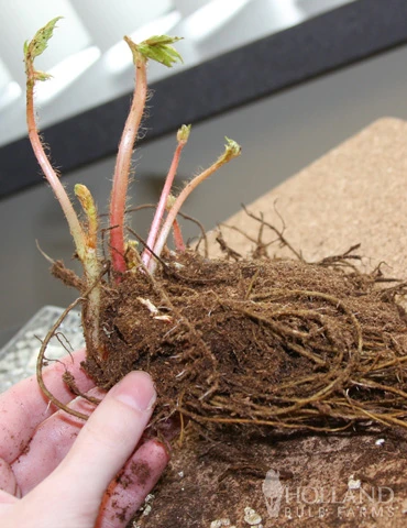 Menu Astilbe Collection 8 Menu Astilbe Collection - Image 6