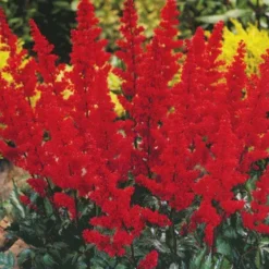 Menu Red, White And Blue Shade Garden -US Garden Plants Sales 2024 77248 fanal red astilbe 6