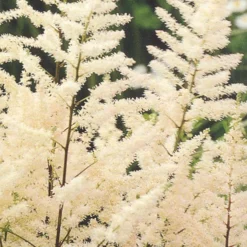 Menu Long Blooming Shade Garden Collection -US Garden Plants Sales 2024 77251 bridal veil astilbe 1