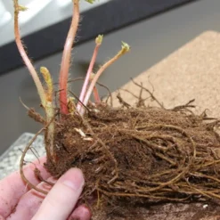 Menu Long Blooming Shade Garden Collection -US Garden Plants Sales 2024 77251 bridal veil astilbe 2 1