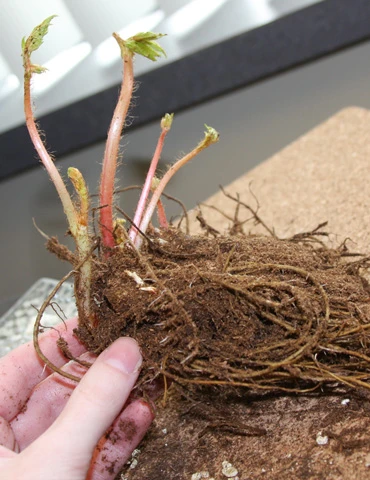 Menu Astilbe Collection 10 Menu Astilbe Collection - Image 8