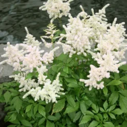 Menu Shady Blooms Spring Through Summer Collection 23 Menu Shady Blooms Spring Through Summer Collection -US Garden Plants Sales 2024 77251 bridal veil astilbe 3 2