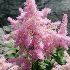 Menu Part Sun Perennial Garden Collection -US Garden Plants Sales 2024 77252 sprite pink astilbe