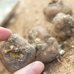 Menu Deer Resistant Cut Flower Garden Collection -US Garden Plants Sales 2024 77253 liatris 2