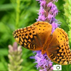 Menu Deer Resistant Cut Flower Garden Collection -US Garden Plants Sales 2024 77253 liatris 4
