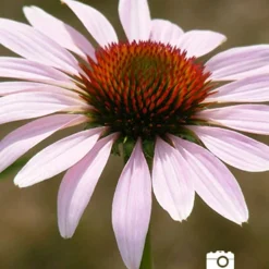 Menu Deer Resistant Sun Garden Collection -US Garden Plants Sales 2024 77255 2018 07 11 purple coneflower joan geraldson
