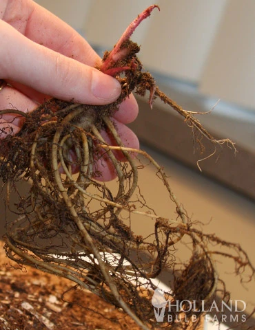 Menu Perennial Cutflower Garden 18 Menu Perennial Cutflower Garden - Image 16