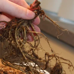 Menu Mid Summer Perennial Collection 30 Menu Mid Summer Perennial Collection -US Garden Plants Sales 2024 77255 magnus purple coneflower 2 2