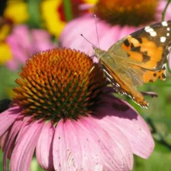 Menu Mid Summer Perennial Collection 31 Menu Mid Summer Perennial Collection -US Garden Plants Sales 2024 77255 magnus purple coneflower 3 1