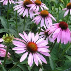 Menu Deer Resistant Sun Garden Collection -US Garden Plants Sales 2024 77255 magnus purple coneflower 4