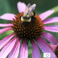 Menu Deer Resistant Sun Garden Collection -US Garden Plants Sales 2024 77255 magnus purple coneflower 5