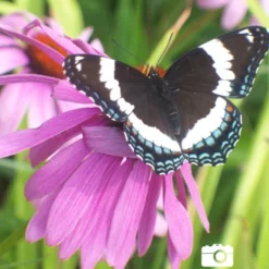 Menu Deer Resistant Sun Garden Collection -US Garden Plants Sales 2024 77255 magnus purple coneflower 6