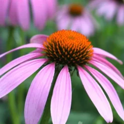Menu Mid Summer Perennial Collection 28 Menu Mid Summer Perennial Collection -US Garden Plants Sales 2024 77255 magnus purple coneflower 7