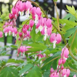Menu Bleeding Hearts Collection -US Garden Plants Sales 2024 77256 bleeding hearts 1