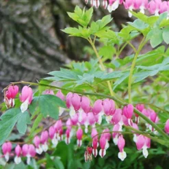 Menu Shady Blooms Spring Through Summer Collection 26 Menu Shady Blooms Spring Through Summer Collection -US Garden Plants Sales 2024 77256 bleeding hearts 2 2