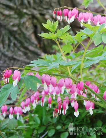 Menu Pink Bleeding Hearts 5 Menu Pink Bleeding Hearts - Image 3