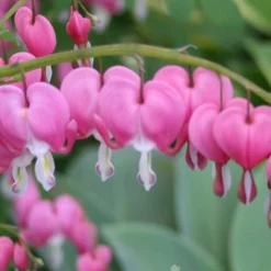 Menu Deer Resistant Shade Garden Collection -US Garden Plants Sales 2024 77256 pink bleeding hearts 3 3