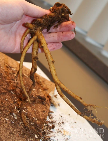 Menu Shady Blooms Spring Through Summer Collection 12 Menu Shady Blooms Spring Through Summer Collection - Image 10