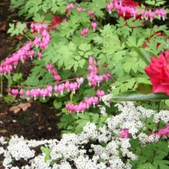 Menu Deer Resistant Shade Garden Collection -US Garden Plants Sales 2024 77256 pink bleeding hearts 5 3