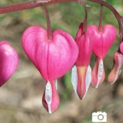Menu Shady Blooms Spring Through Summer Collection 29 Menu Shady Blooms Spring Through Summer Collection -US Garden Plants Sales 2024 77256 pink bleeding hearts 6 2