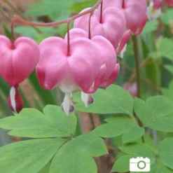 Menu Deer Resistant Shade Garden Collection -US Garden Plants Sales 2024 77256 pink bleeding hearts 7 3