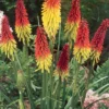 Menu Red Hot Poker - Torch Lily Value Bag 2 Menu Red Hot Poker - Torch Lily Value Bag -US Garden Plants Sales 2024 77259 red hot poker torch lily 1