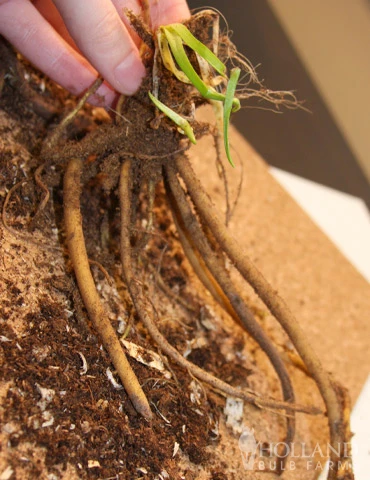 Menu Red Hot Poker - Torch Lily Value Bag 4 Menu Red Hot Poker - Torch Lily Value Bag - Image 2