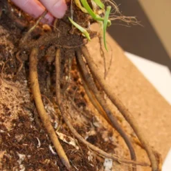 Menu Ultimate Sun Perennial Value Collection -US Garden Plants Sales 2024 77259 red hot poker torch lily 2