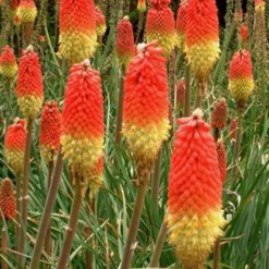 Menu Red Hot Poker - Torch Lily Value Bag 9 Menu Red Hot Poker - Torch Lily Value Bag -US Garden Plants Sales 2024 77259 red hot poker torch lily 3 1