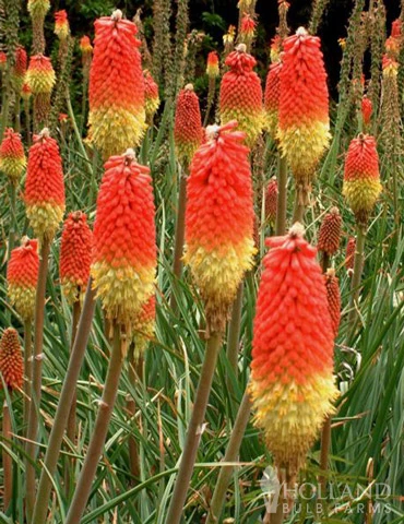 Menu Red Hot Poker - Torch Lily Value Bag 5 Menu Red Hot Poker - Torch Lily Value Bag - Image 3