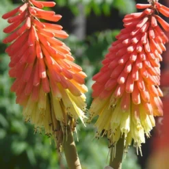 Menu Ultimate Sun Perennial Value Collection -US Garden Plants Sales 2024 77259 red hot poker torch lily 4