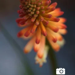 Menu Red Hot Poker - Torch Lily Value Bag 11 Menu Red Hot Poker - Torch Lily Value Bag -US Garden Plants Sales 2024 77259 red hot poker torch lily 5 1