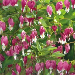 Menu Pink Bleeding Hearts Value Pack