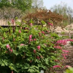 Menu Pink Bleeding Hearts Value Pack 9 Menu Pink Bleeding Hearts Value Pack -US Garden Plants Sales 2024 77260 pink bleeding hearts value pack 3 1