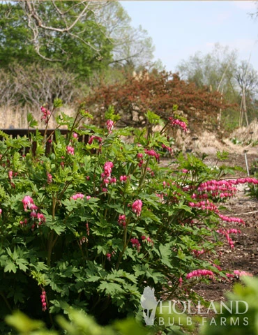 Menu Pink Bleeding Hearts Value Pack 5 Menu Pink Bleeding Hearts Value Pack - Image 3